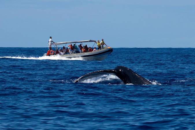 Rafael na observaçao de baleia